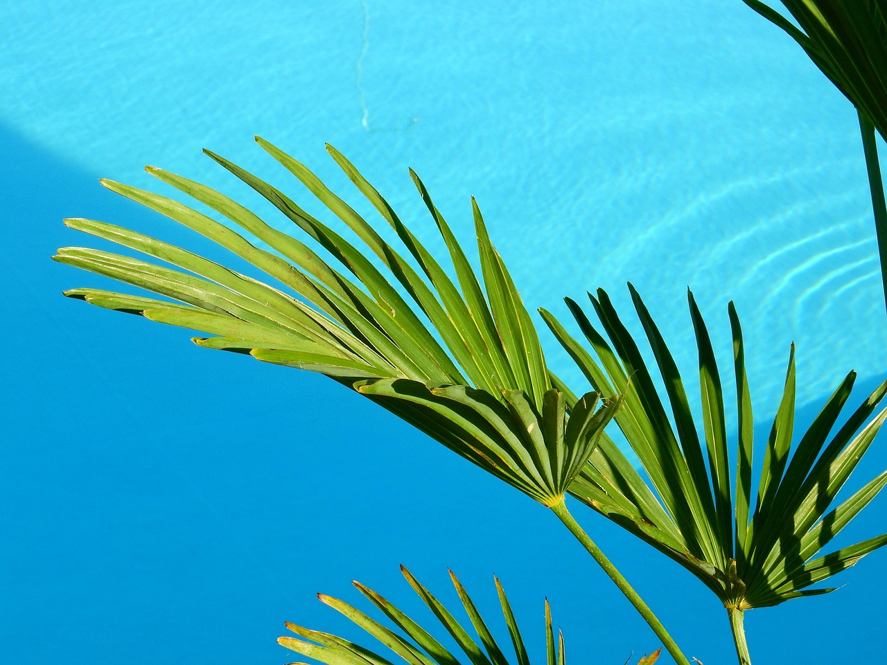 Planning a new pool build in a Gilbert, AZ backyard